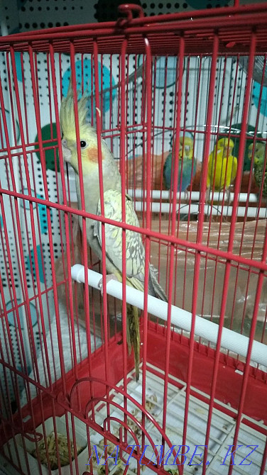 Корелла тотықұстары жас  Өскемен - изображение 1