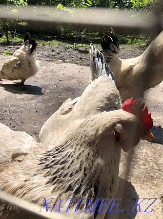 Adler chickens, domestic Almaty - photo 2