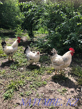 Adler chickens, domestic Almaty - photo 3