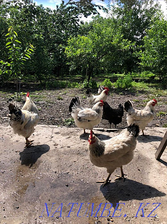 Adler chickens, domestic Almaty - photo 1