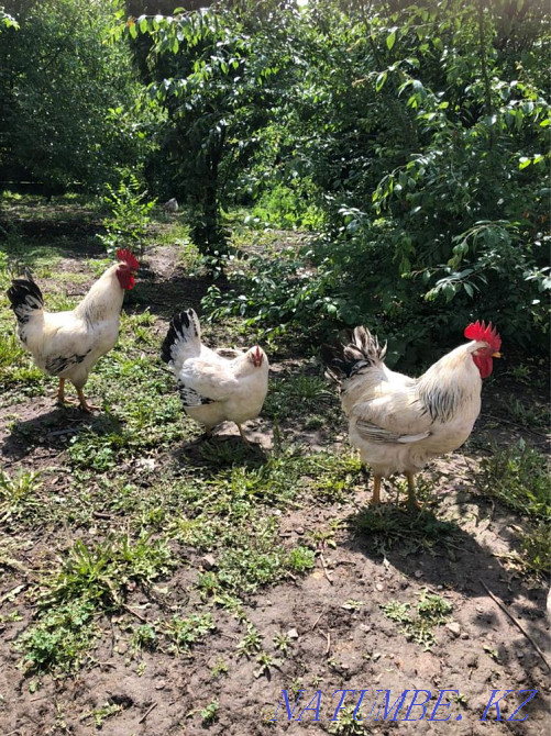 Adler chickens, domestic Almaty - photo 3