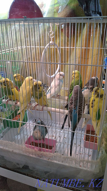 попугаялар  Өскемен - изображение 1