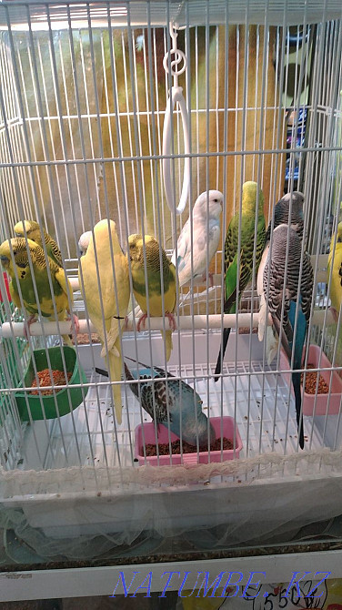 попугаялар  Өскемен - изображение 2