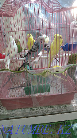 Волнистые попугаи Усть-Каменогорск - изображение 1