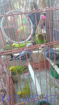 budgerigars Ust-Kamenogorsk - photo 2