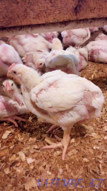 I will sell wholesale and retail a broiler of the Cobb 500 breed and an incubatory egg Karagandy - photo 1