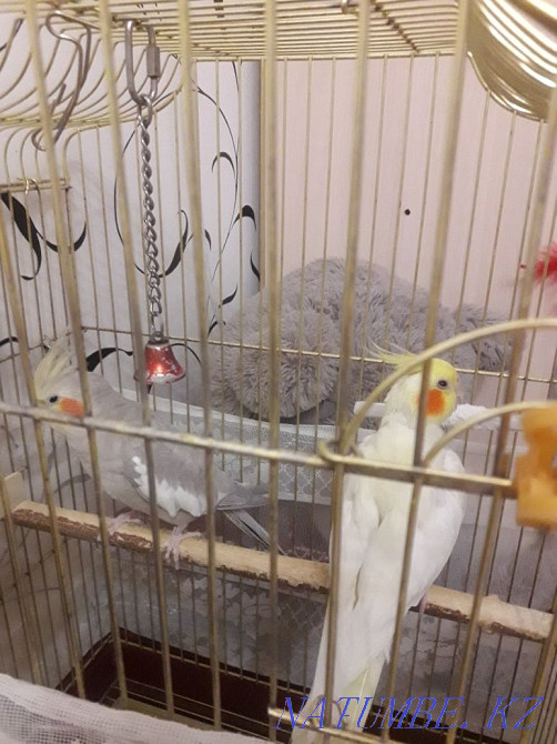 Продам попугаев корелла Актобе - изображение 3