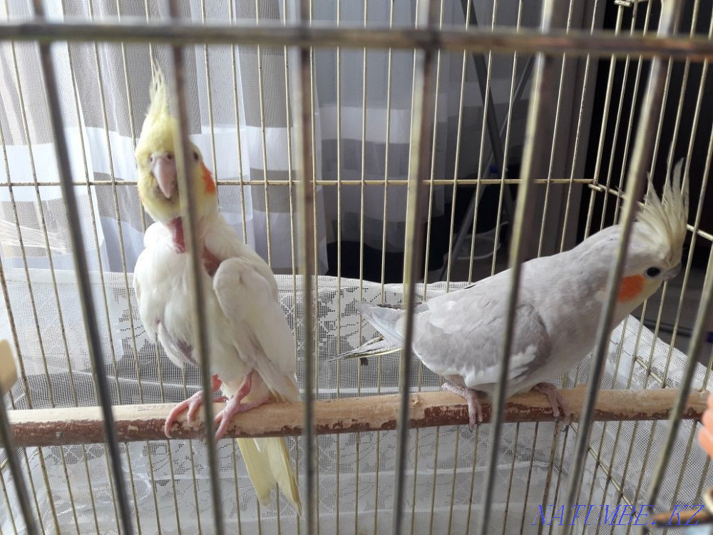 Продам попугаев корелла Актобе - изображение 1