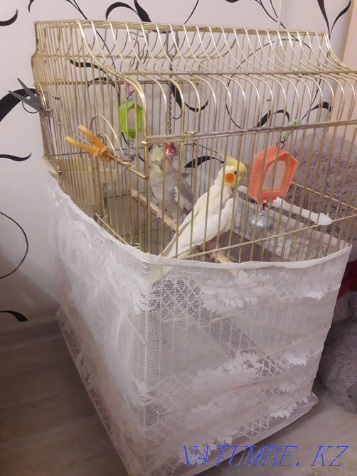 Продам попугаев корелла Актобе - изображение 2