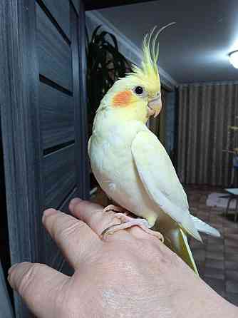 Ручные птенцы попугаев карела нимфа Астана