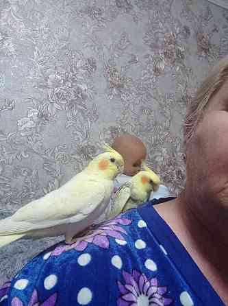 Ручные птенцы попугаев карела нимфа Astana