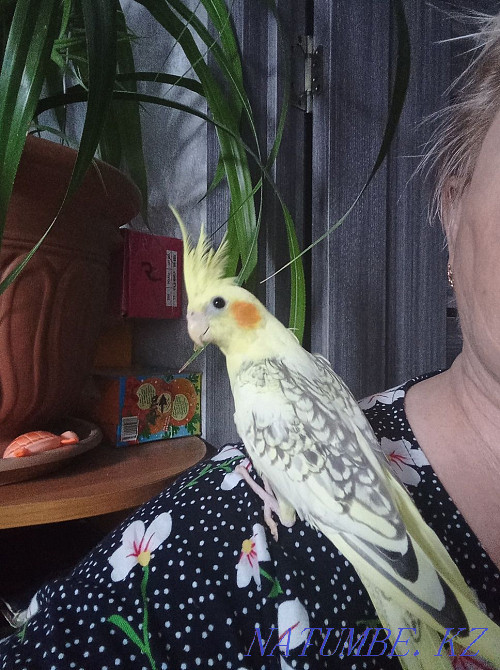 Hand chicks of parrots Karelian nymph Astana - photo 2