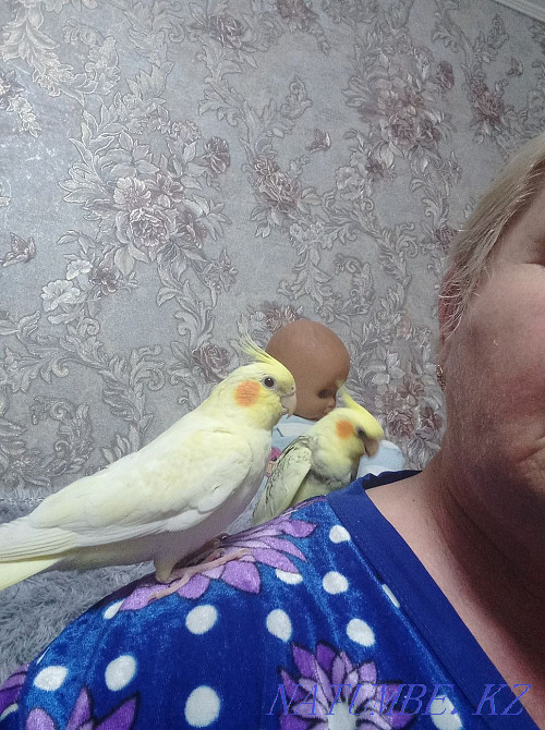 Hand chicks of parrots Karelian nymph Astana - photo 3