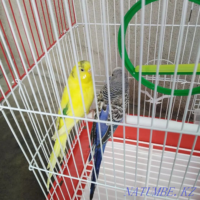 Very beautiful parrots for sale Taraz - photo 1