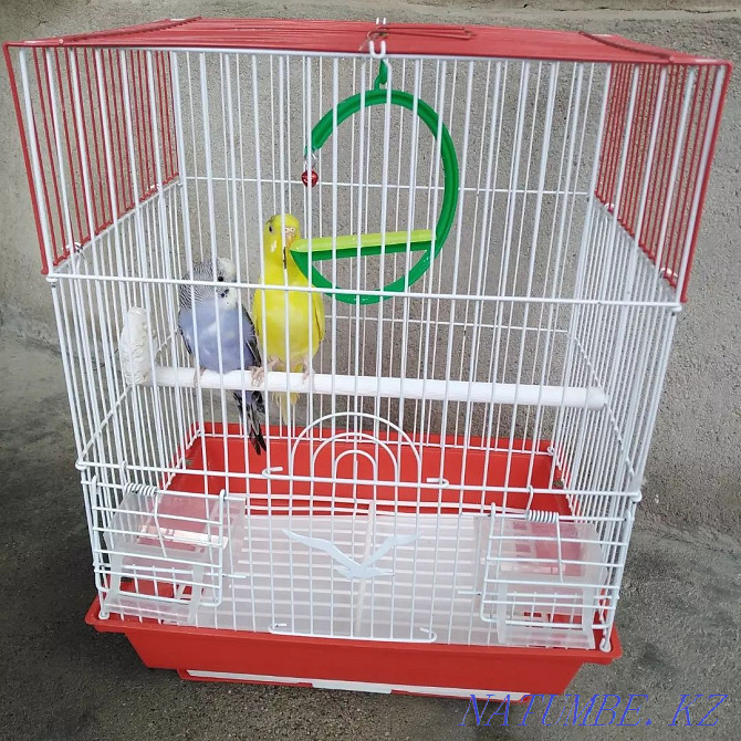 Very beautiful parrots for sale Taraz - photo 2