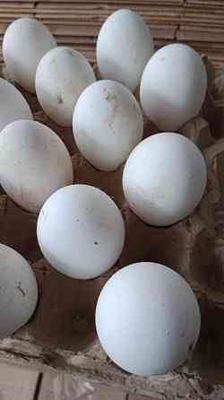 Продам оптом и в розницу гусиное инкубационное яйцо 90%  Орал