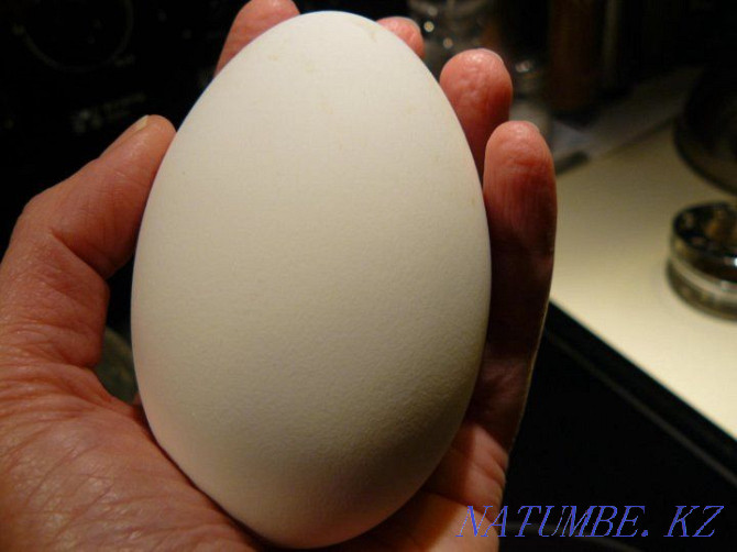 Sell wholesale and retail goose hatching egg 90% Oral - photo 5