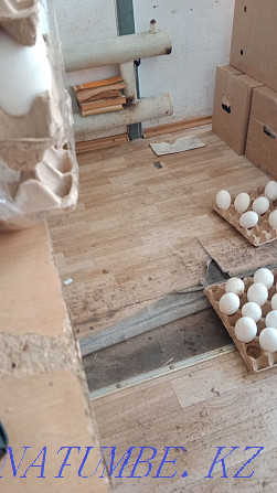 Sell wholesale and retail goose hatching egg 90% Oral - photo 3