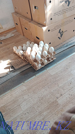 Sell wholesale and retail goose hatching egg 90% Oral - photo 1