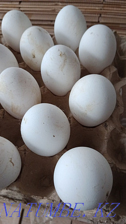 Продам оптом и в розницу гусиное инкубационное яйцо 90% Уральск - изображение 6