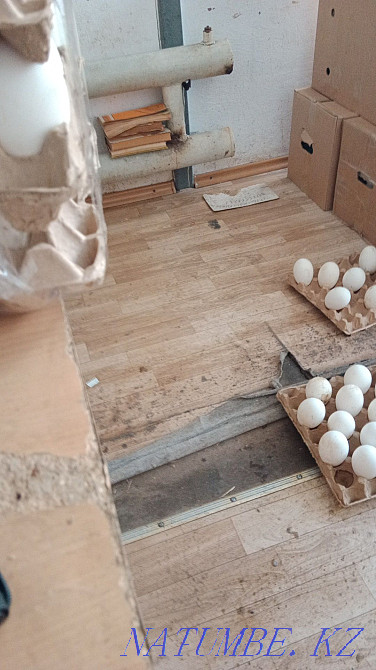 Продам оптом и в розницу гусиное инкубационное яйцо 90% Уральск - изображение 3