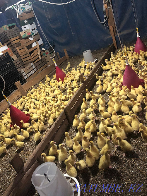 Продам оптом и в розницу гусиное инкубационное яйцо 90% Уральск - изображение 8