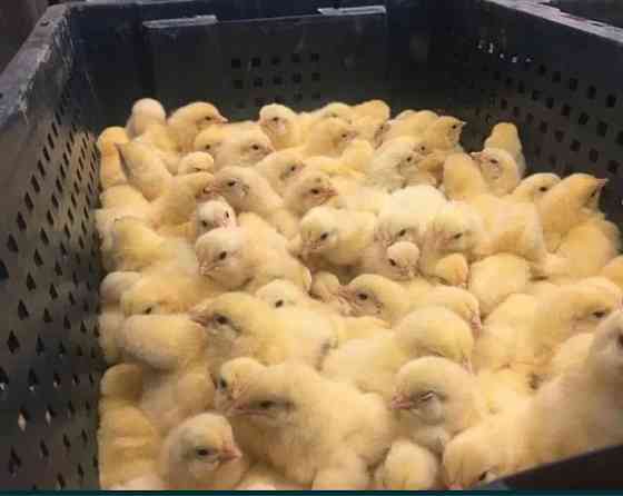 Продам цыплята бройлерные  Талғар 