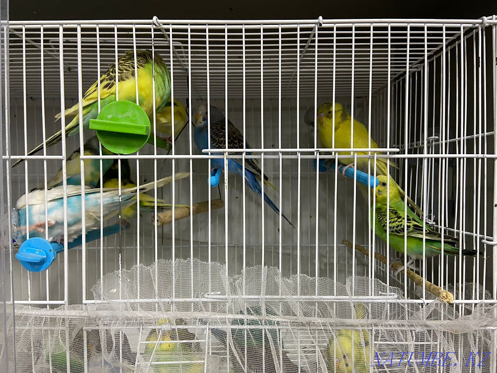 Продам волнистых попугаев  - изображение 2