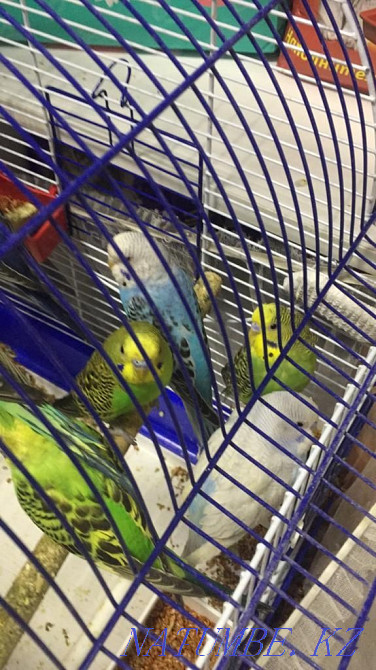 Продам волнистых попугаев  - изображение 1