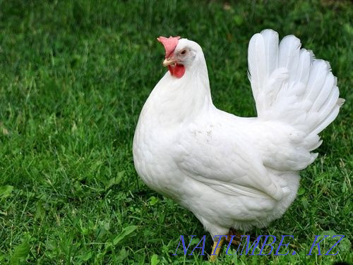 Sale of laying hens Petropavlovsk - photo 1