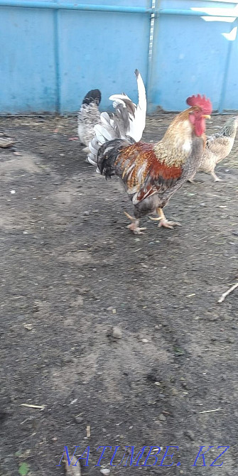 Әтеш сатылады...  Қостанай  - изображение 1