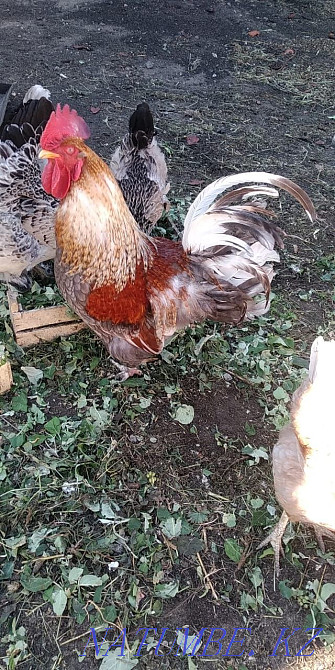 Әтеш сатылады...  Қостанай  - изображение 2