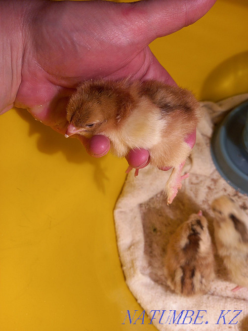 Domestic chickens from a podkvochka. Kokshetau - photo 2