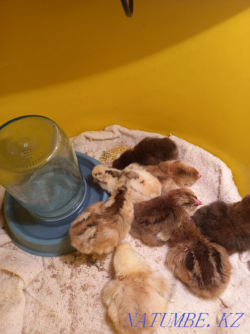 Domestic chickens from a podkvochka. Kokshetau - photo 1