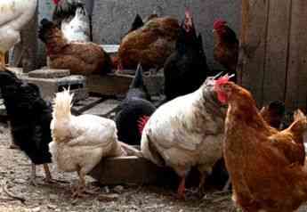 Черные белые красные курицы петухи на лечения  Алматы
