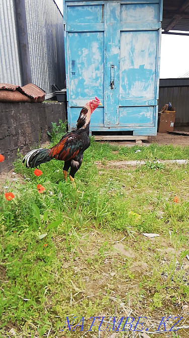 For sale playing floor mud serious dakan selling Жанатурмыс - photo 1