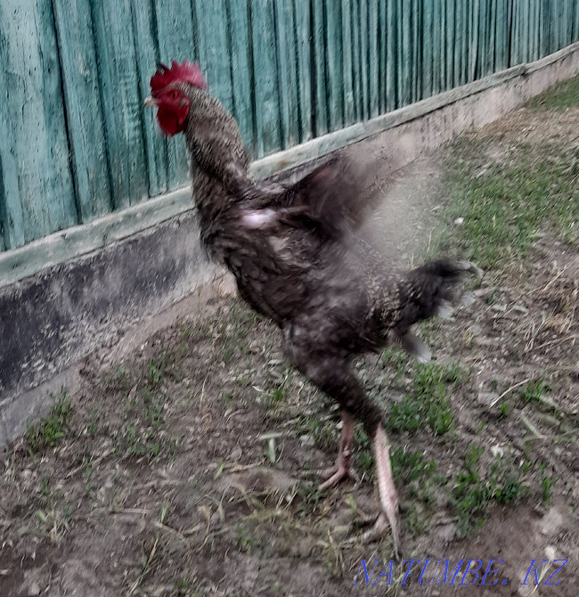 Rooster fighters. Young age 8 months. Болтирик шешен - photo 7