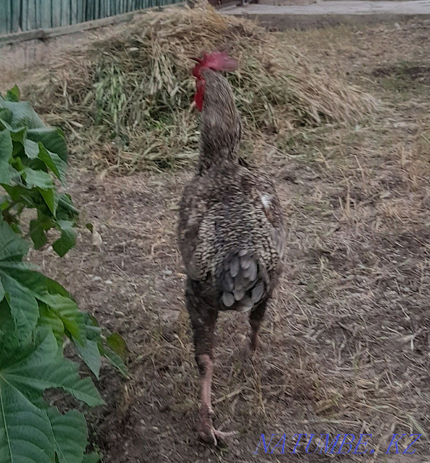 Rooster fighters. Young age 8 months. Болтирик шешен - photo 5