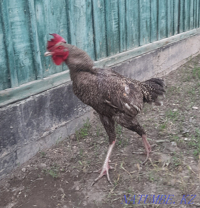 Rooster fighters. Young age 8 months. Болтирик шешен - photo 3