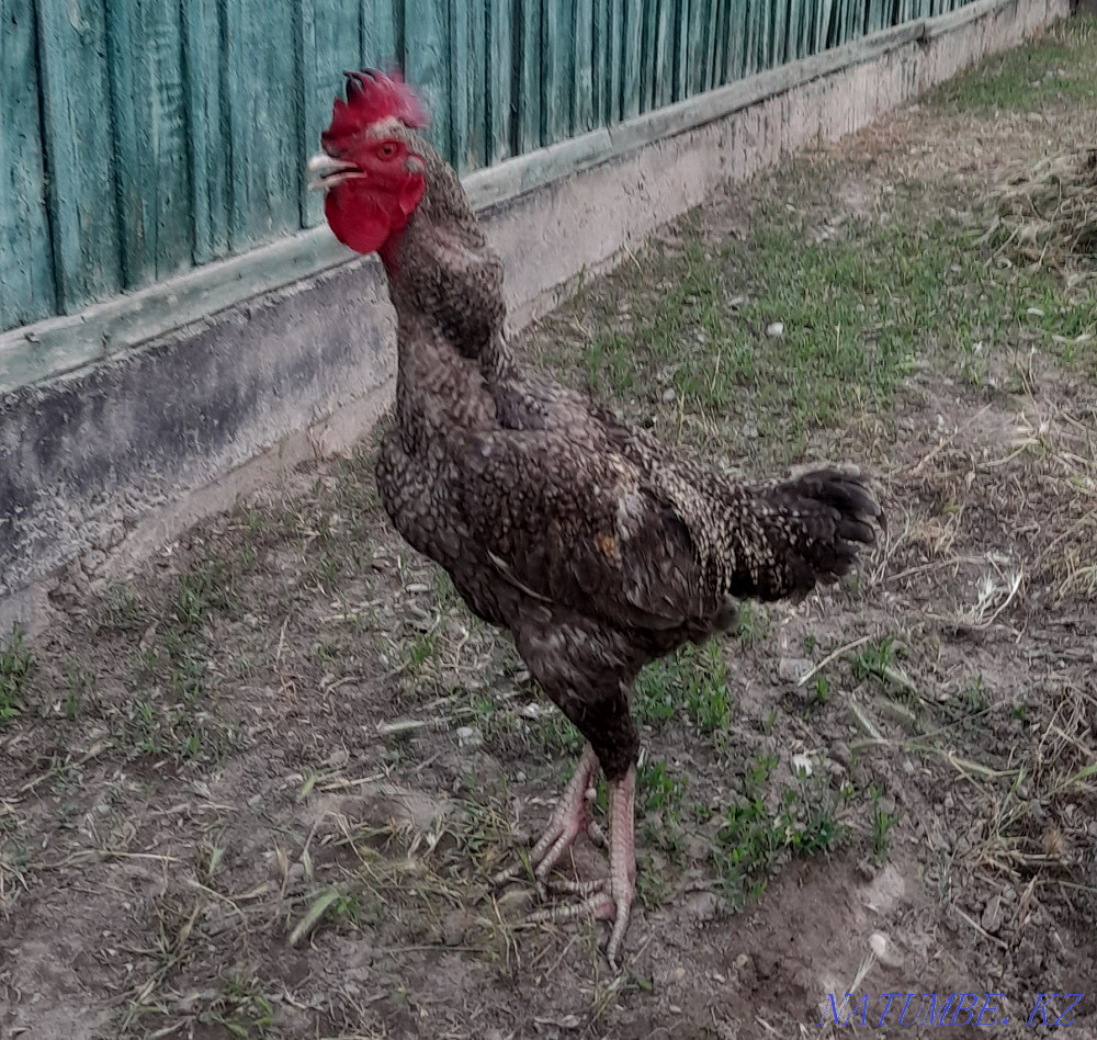 Rooster fighters. Young age 8 months. Болтирик шешен - photo 2
