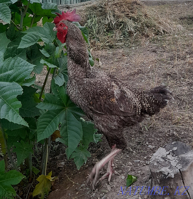 Rooster fighters. Young age 8 months. Болтирик шешен - photo 6
