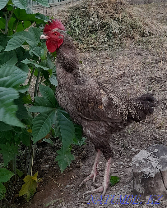 Rooster fighters. Young age 8 months. Болтирик шешен - photo 4