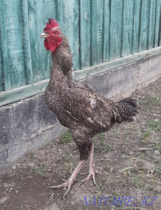 Rooster fighters. Young age 8 months. Болтирик шешен - photo 1