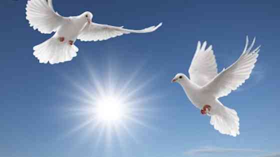Белые голуби для торжественных мероприятий. Костанай