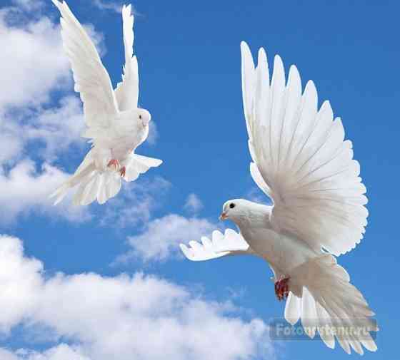 Белые голуби для торжественных мероприятий.  Қостанай 