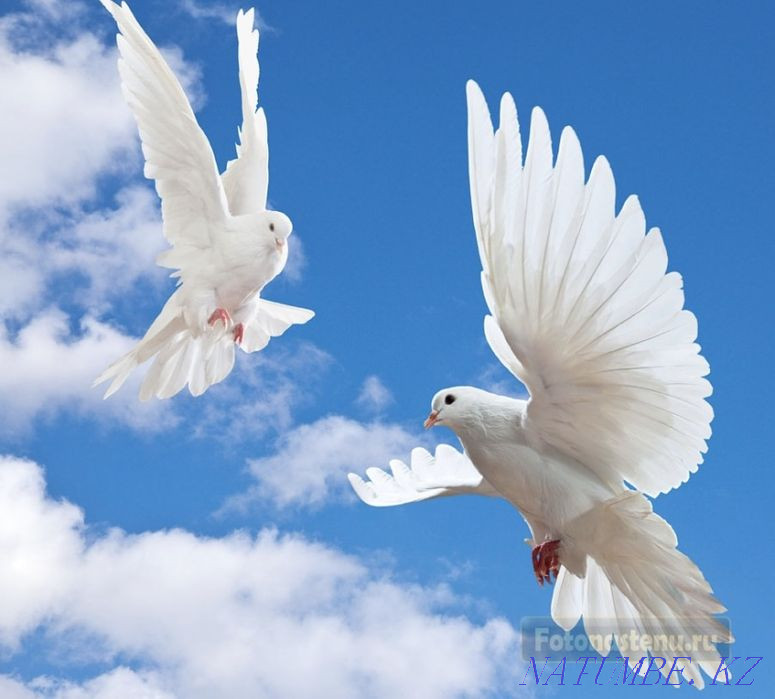 Мерекеге арналған ақ көгершіндер.  Қостанай  - изображение 1