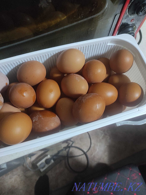 Продам куры Ломан браун. Семей - изображение 1