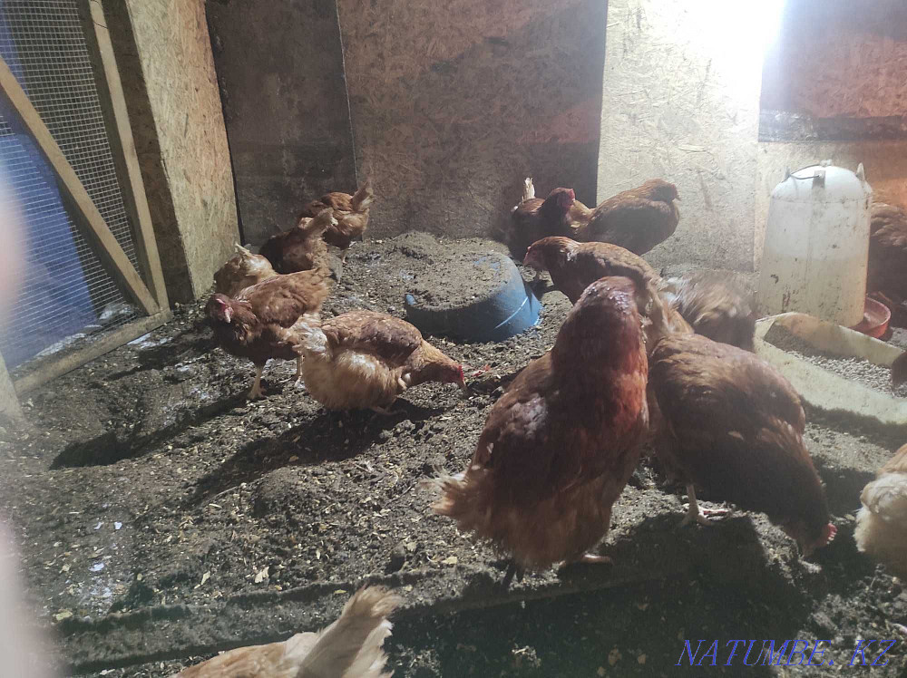 Продам куры Ломан браун. Семей - изображение 3