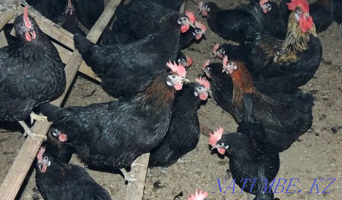 Black chickens on healing rituals Almaty - photo 1