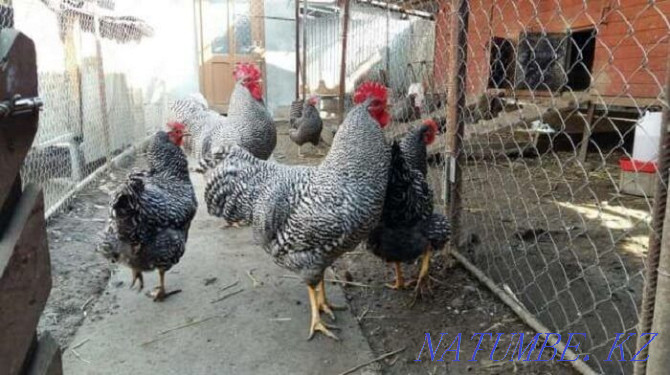 domestic chickens for sale Zhezqazghan - photo 2